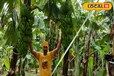 धान गेहूं नही, यह खेती कर मालामाल बन गए यूपी के किसान, कम लागत में कमा रहे लाखों