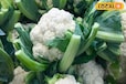 Vegetable Farming: फूलगोभी की खेती मुनाफे का सौदा, इस विधि से 3 महीने में बन जाएंगे लखपति!