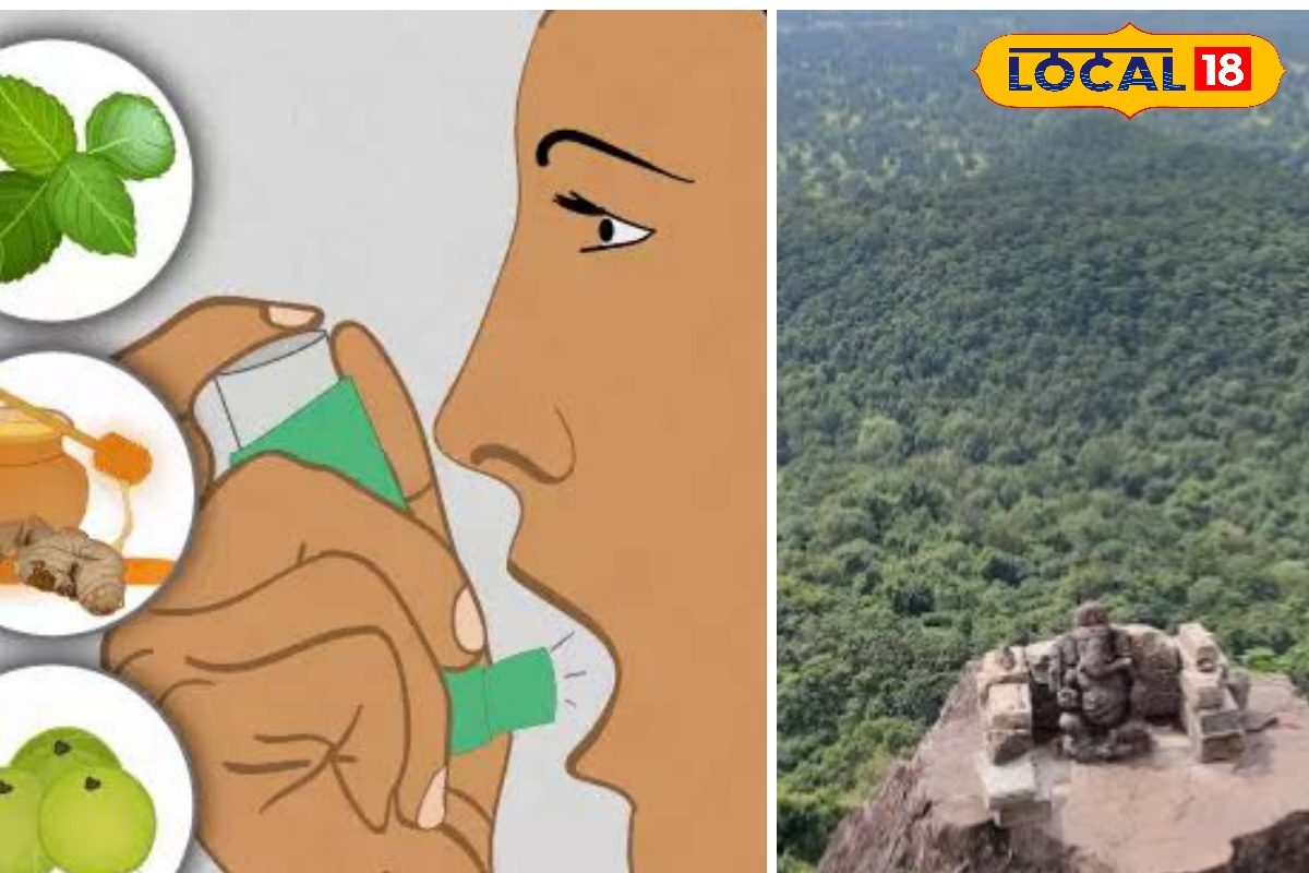 जड़ी-बूटियों का खजाना है छत्तीसगढ़ का यह जंगल, स्थानीय वैद्य करते हैं फ्री इलाज