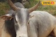 5500 बछड़ों का बाप है ये सांड, सबसे अलग है इसकी डाइट, स्पेशल देखभाल तरीके की जाती है देखभाल