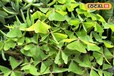 नहीं है कोई दुविधा, घर में लगा लीजिए ये पौधा! चारों ओर बन जाएगा सुरक्षा कवच, एक से बढ़कर एक गुण