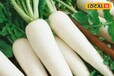 Radish Cultivation: मूली की यह किस्म किसान के लिए बनी वरदान, इस विधि से कर रहे लाखों की कमाई