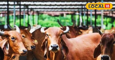 Homemade Ladoos: A Winter Panacea for Livestock Health and Milk Production