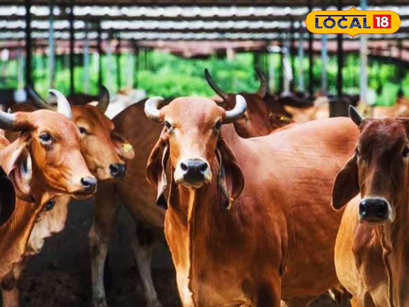 फाइल फोटो