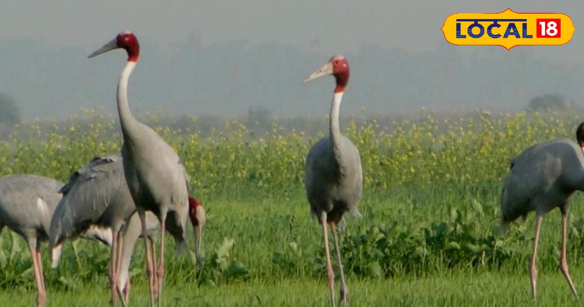 Foreign Birds Foreign birds: विदेशी पक्षियों से गुलजार हुआ हस्तिनापुर, यहां देखने को ...