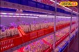 Agriculture Story: न मिट्टी, न पानी फिर भी उगा दी केसर, ये है खास तरीका