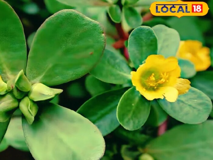 NONIA Shak Health Benefits