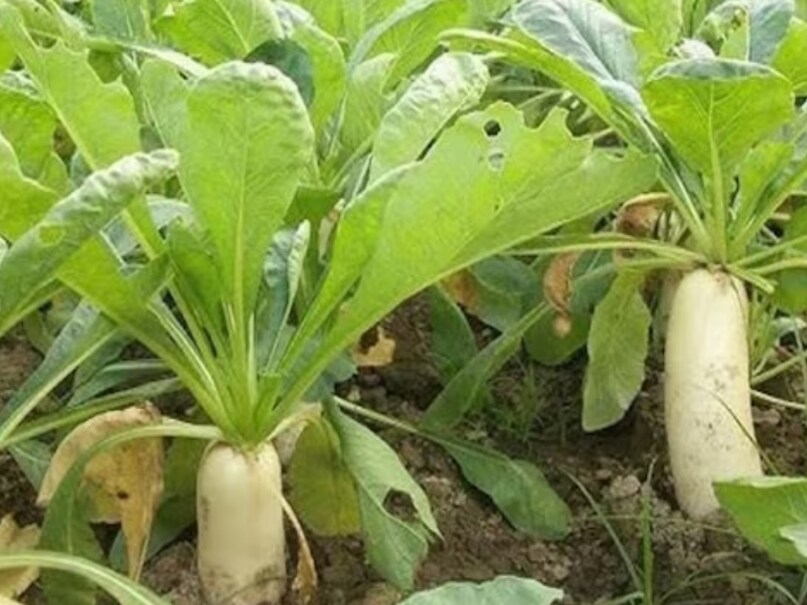 Normal Radish health benefits of radish in winters cancer heart sugar sa - News18 हिंदी