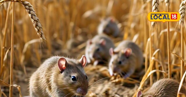 wheat sowing method crop protection from rats tips jehanabad expert ...