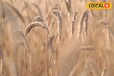 Wheat Farming: किसान इस नस्ल के गेहूं की बंजर जमीन में करें खेती, बस इन बातों का रखे ध्यान