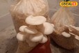 Mushrooms Cultivation: मशरूम उगाने के लिए नहीं थी जगह, फिर घर के छोटे कोनों से निकला आइडिया; अब खूब हो रहा मुनाफा