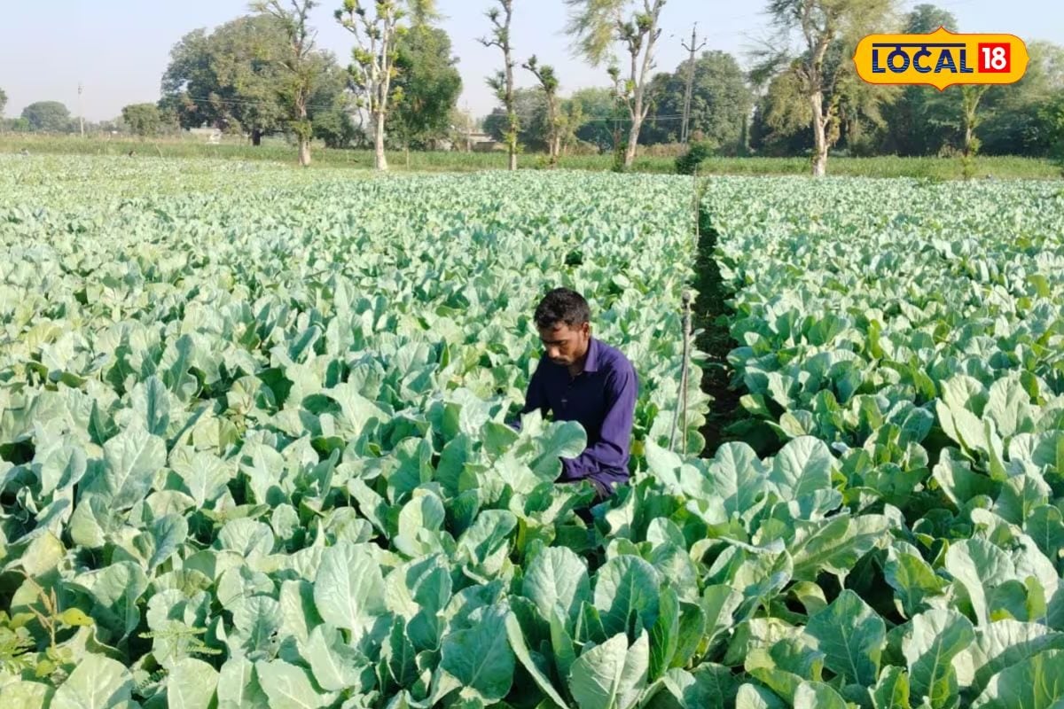 खेती करके इस शख्स ने बदली अपनी किस्मत, अब कर रहा लाखों में कमाई