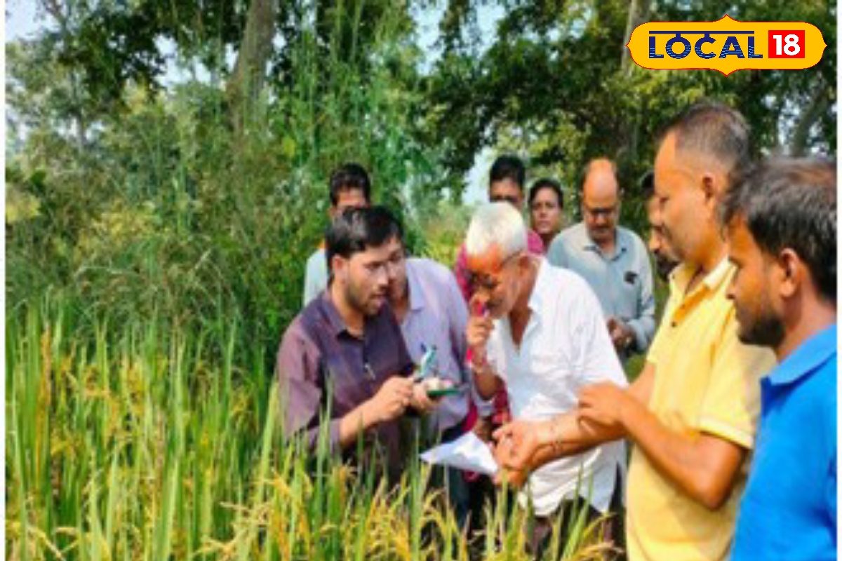 धान की फसल पर पेनिकल माइट्स का खतरा, जानें नियंत्रण के उपाय