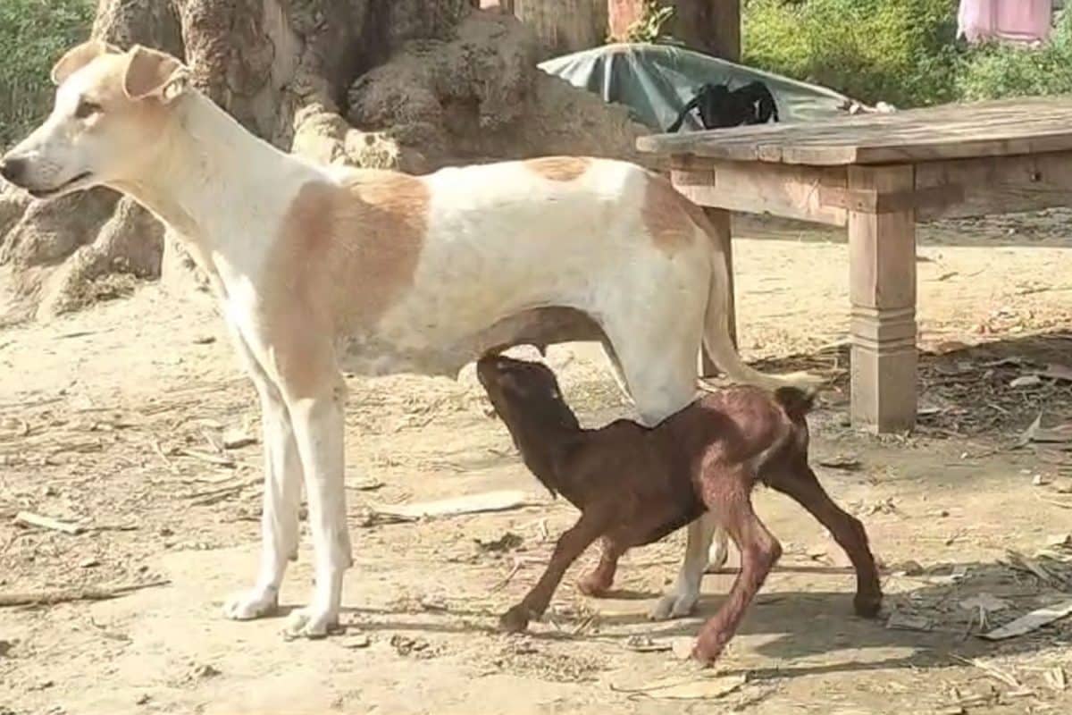 फीमेल डॉग ने अनाथ मेमने पर लुटाई ममता, लाखों लोगों ने देखा बकरी के बच्चे को  दूध पिलाने का VIDEO