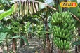 Diseases in Banana: केले की उपज को बुरी तरह प्रभावित कर रही ये बीमारी, किसानों की बढ़ी चिंता