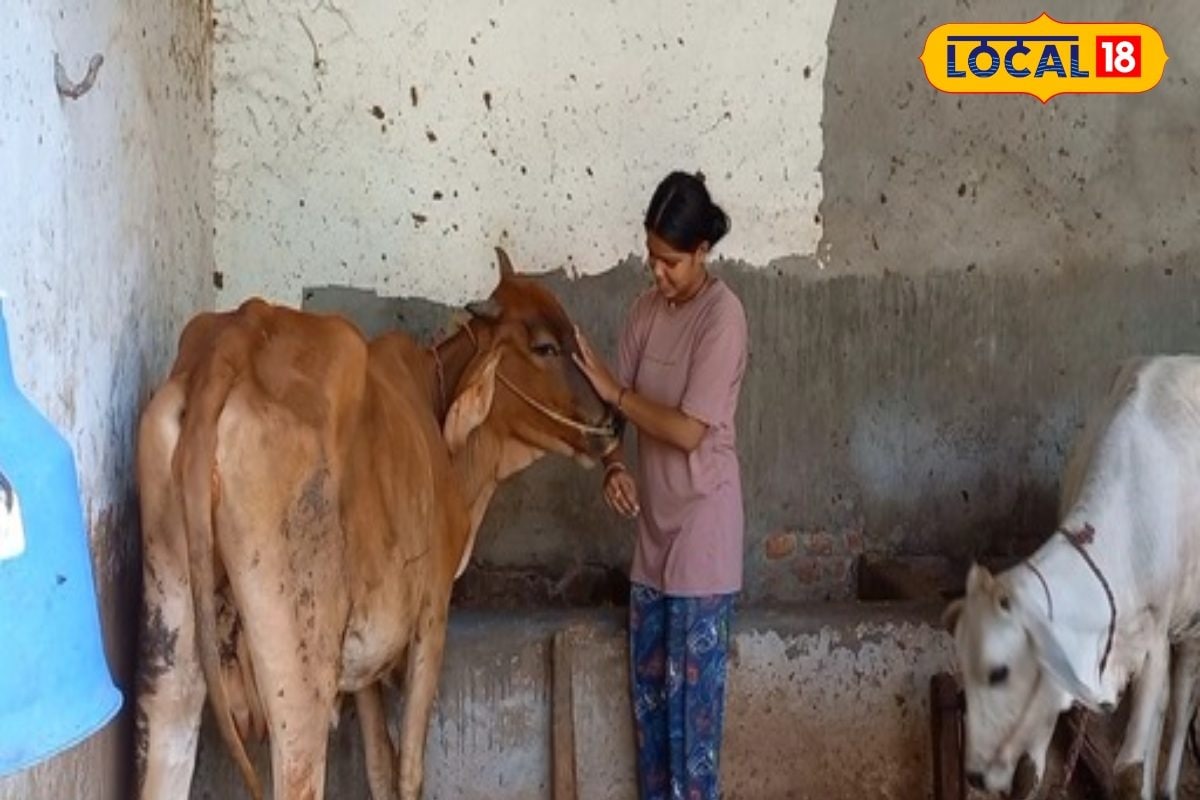 ग्रेजुएशन के बाद पाली इस किस्म की 25 गायें, शुरू किया देसी घी का बिजनेस