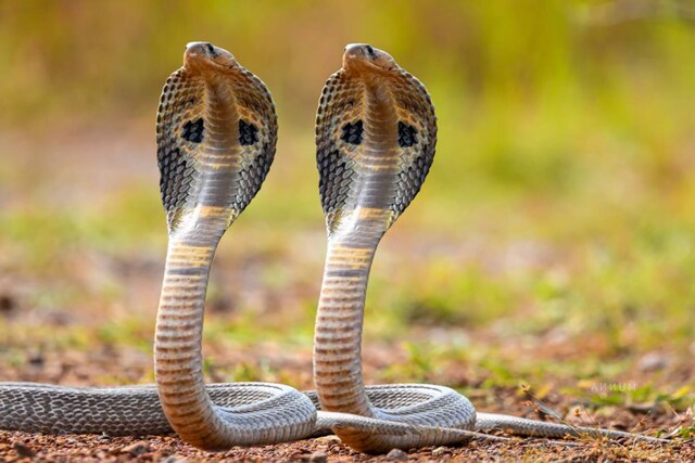 snake-pair-401-WC-2024-11-c4fbcf591339fd5fc781bea79559a0a9.jpg?impolicy=website&width=640&height=480