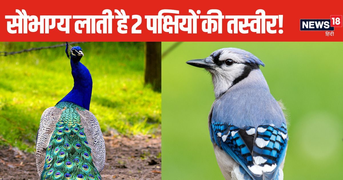 2 पक्षी की तस्वीर बदल देगी आपकी किस्मत! घर की इस दिशा में जरूर लगाएं, बनी रहेगी मां लक्ष्मी की कृपा