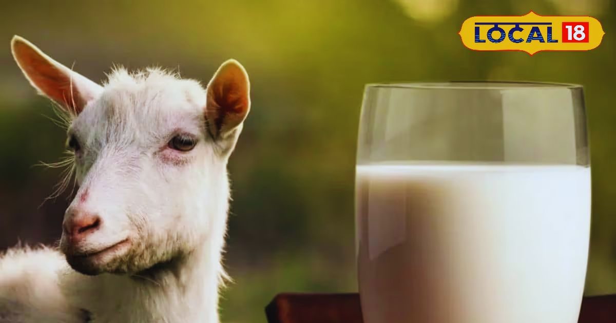 Goat milk benefits: गाय-भैंस से ज्यादा शक्तिशाली होता है बकरी का दूध!