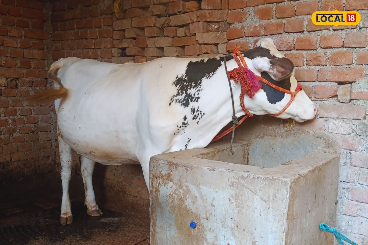 पशुपालन से हर महीने लाखों की कमाई! जानें कैसे बिहार के किसान की बदली किस्मत