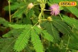 Health Tips: इस पौधे का नाम है बस छुईमुई, काम में आयुर्वेदिक गुणों का खजाना, इन बीमारियों के लिए काल