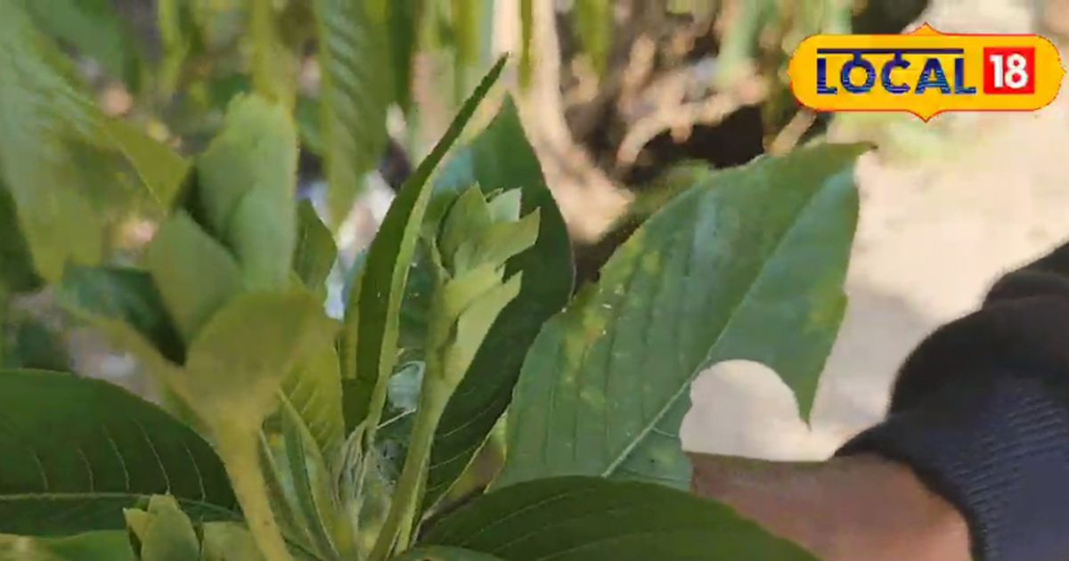 फेफड़ा क्लीनर है ये फूल, सारा कफ निकाल देगा बाहर, ठीक होगी पुरानी खांसी, ठंड में आदिवासियों का 'ब्रह्मास्त्र'