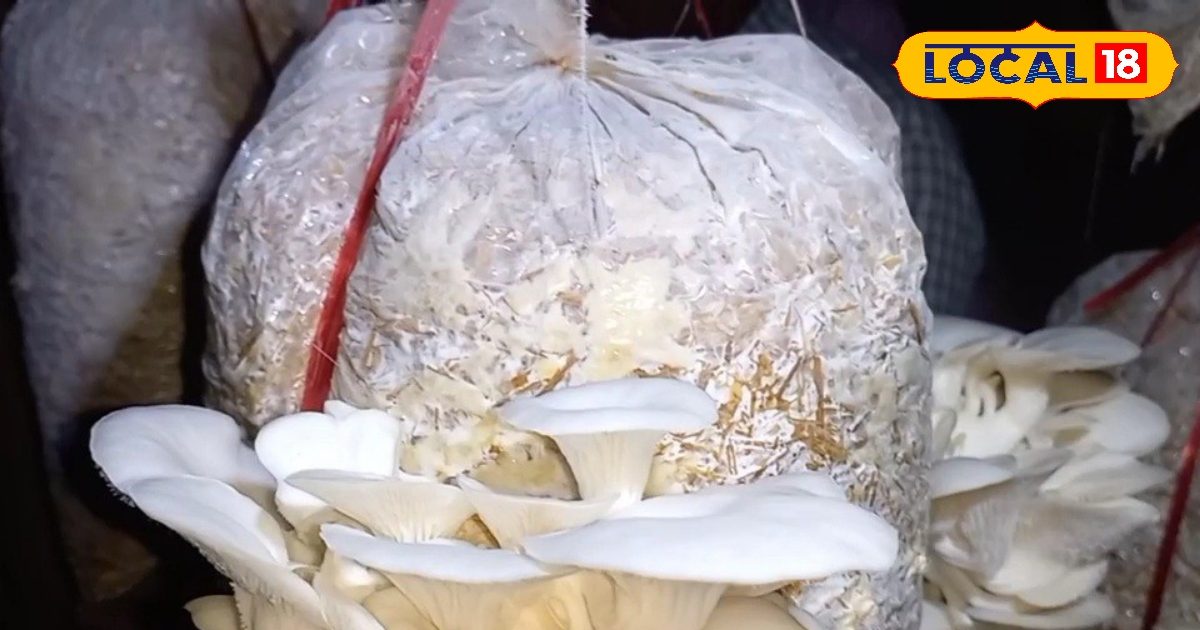 मशरूम की खेती में जरूरी है सही तापामान, एक्सपर्ट से जानें टेंपरेचर मेंटेन करने के टिप्स