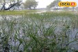 Aicha Grass: पुरी दुनिया में केवल यहां मिलता है ये अनोखा घास, पर्यावरण के लिए बहुत लाभकारी, प्रवासी पक्षियों को है काफी पसंद