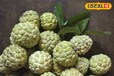 सिर्फ 3 महीने मिलता है ये फल, बड़ी-बड़ी बीमारियों को देता है मात, आंखों के लिए वरदान