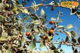 Bal Sundari Apple Plum: किसान ने किया बाल सुंदरी एप्पल बेर की खेती, कमा रहा लागत से दो गुना मुनाफा