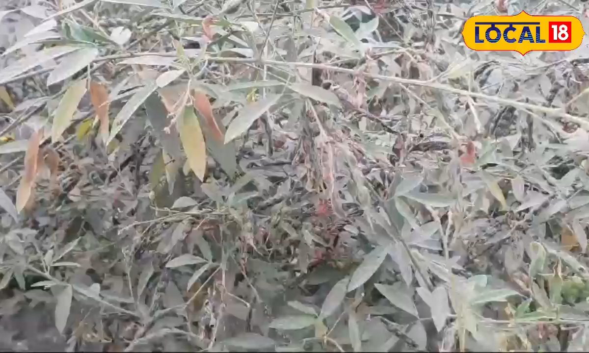 किसानों को नहीं सूझ रहा उपाय, दलहन की खेती पर कहर ढाएगी बारिश
