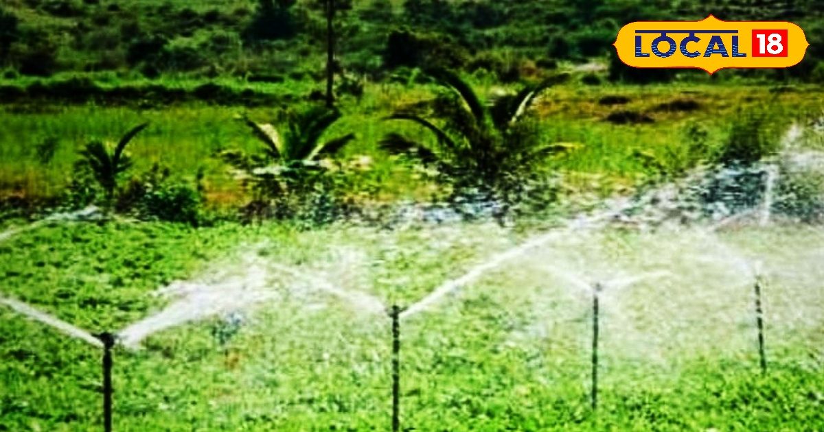 गेंहू की खेती के लिए अपनाएं ये स्मार्ट तरीका, पानी की होगी बचत, बंपर होगा मुनाफा