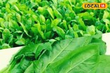 सर्दियों में बढ़ जाती है पालक की मांग, जानिए इसके खाने के फायदे