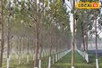 दिसंबर में खेत के किनारे लगा दें ये पौधे... 6 साल बाद होगी FD और SIP से ज्यादा कमाई