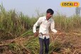 गन्ने की पताई के साथ करें 56 रुपए वाला ये प्रयोग... खेत बन जाएगी खाद की 'फैक्ट्री'