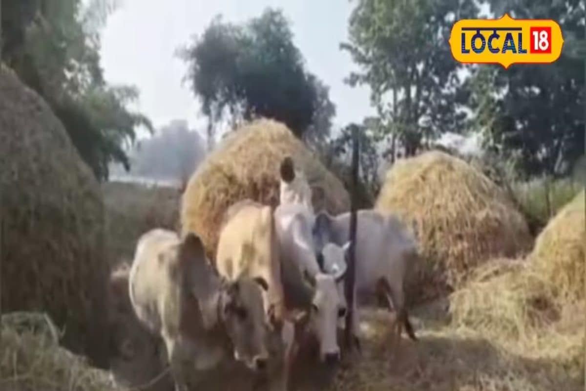 आज भी पुराने तरीके से खेती करते हैं ये किसान, जिंदा रखे हैं अपनी विरासत