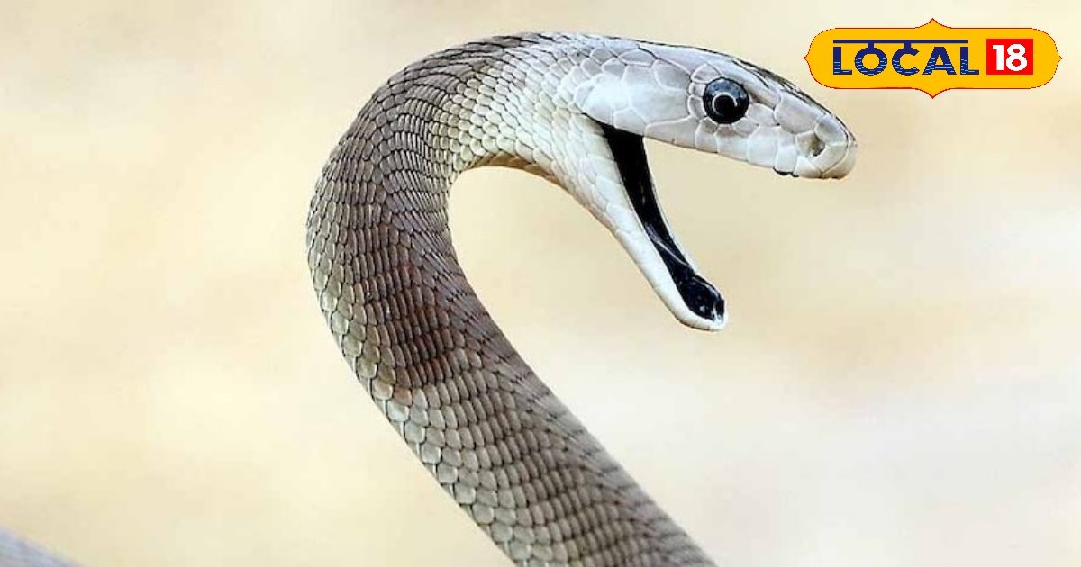 Snake age in india python to cobra which snake live long how do we find