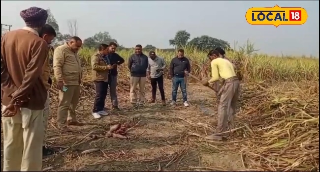 पीलीभीत में शुरू हुई गन्ने की कटाई... खेतों में बाघ और तेंदुए ने डाला डेरा! दह