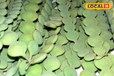 Medicinal Plant: बेशकीमती है ये पेड़, दवाई से लेकर टूथपेस्ट सबकुछ बनाने में आता है काम, महंगी होती है इसकी लकड़ी