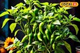 हरी मिर्च के पौधे में चुपके से डाल दें इन 5 से कोई 1 खाद... उत्पादन देख जल उठेंगे पड़ोसी