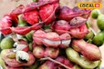 Medicinal Plant: दिल की बीमारी से छुटकारा दिलाएगा ये जंगली फल, स्वाद ऐसा कि मुंह में भर जाएगा पानी