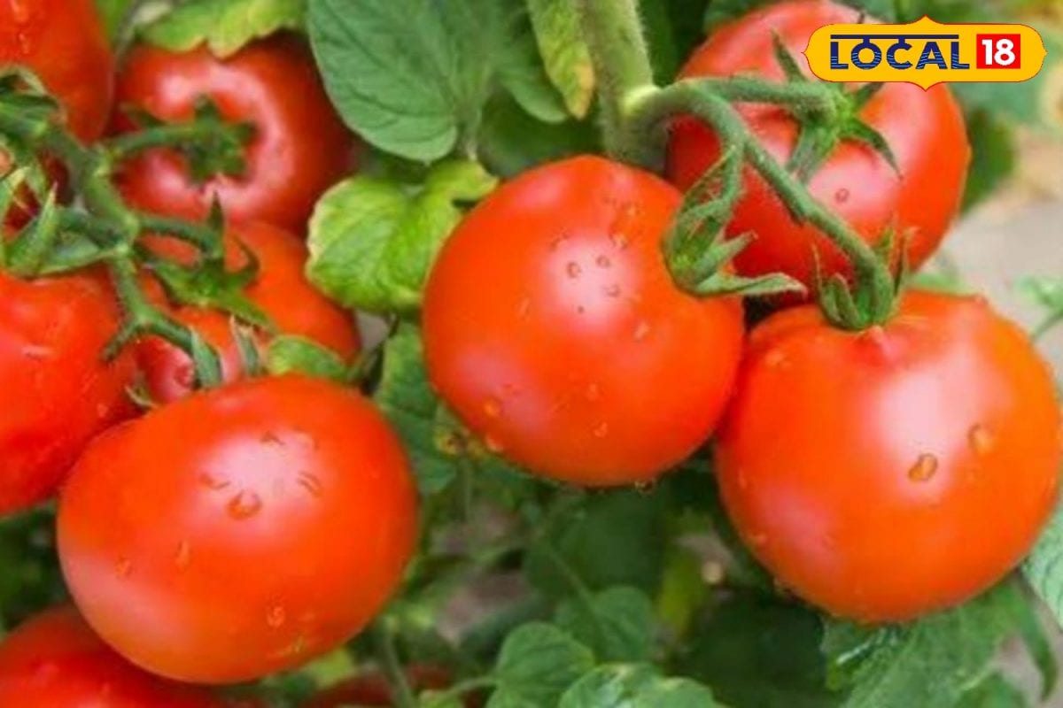 Tomato Cultivation: किसान इस विधि से करें टमाटर की खेती, मिलेगा बंपर उत्पादन