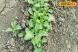 Ashwagandha Farming: शक्तिवर्धक दवा बनाने के काम में आता है अश्वगंधा, जानें कैसे होती है इसकी खेती
