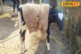 Animal Care in Winter: ठंड में पशुओं की सेहत का रखें खास ख्याल, हाइपोथर्मिया का बढ़ रहा खतरा
