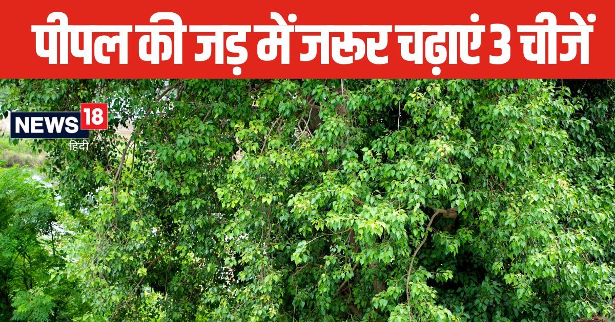 सोमवती अमावस्या पर पीपल की जड़ में चढ़ा दें 3 चीजें, आर्थिक तंगी होगी दूर, हर काम होंगे पूरे!