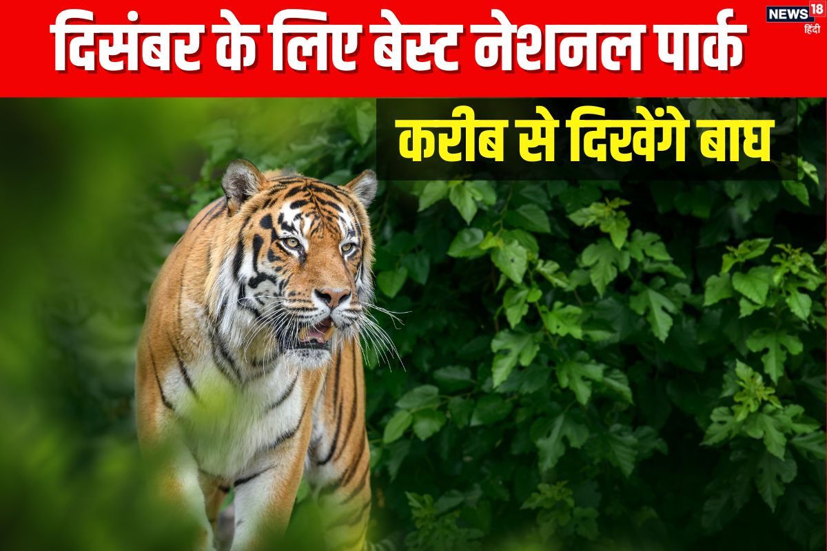 इंडिया के टॉप 7 नेशनल पार्क, जहां दिसंबर में दिखते हैं Tigers, फैमिली संग घूमने का बनाएं प्लान