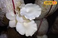 Mushroom Cultivation: सर्दी के मौसम में मशरूम लगाने वाले किसान ध्यान दें, ऐसे करें टेंपरेचर मेंटेन