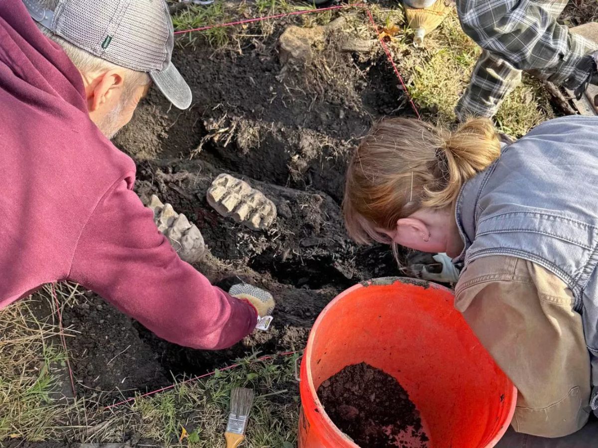 couple gardening discover teeth of 13 thousand year old animal