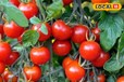 Tomato Farming: इस तरह करें टमाटर की खेती, 20 हजार आएगी लागत, 1.5 लाख का होगा मुनाफा