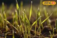 Wheat irrigation: बलुई और दोमट मिट्टी में गेहूं की सिंचाई का रखें खास ध्यान, वरना रुक जाएगा पौधों का विकास